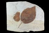 Two Fossil Leaves - Beringiaphyllum And Zizyphoides - Montana #95291-2